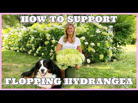 Hydrangea Care Tip - How to Support Flopping Hydrangeas - Kelly Lehman