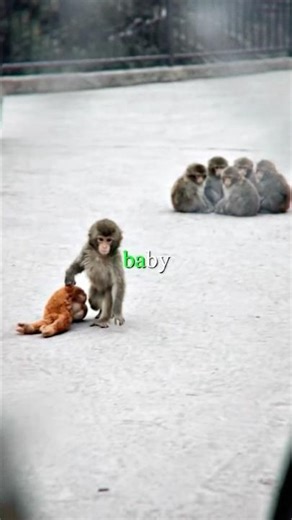 🥺🐒 i can't believe they were mean to him