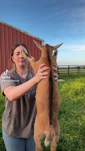 Vineygrovegoats on TikTok