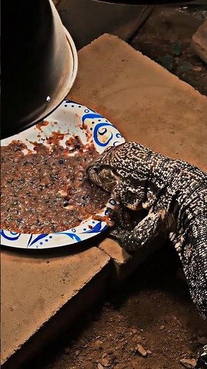 Argentine black and white tegu feeding