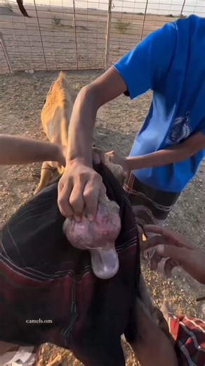 Discover the Earth on Instagram: "This camel gave birth yesterday but unfortunately there were few baby camels nearby so by mistake she attached to the wrong baby camel and she ignored her original baby , so in order to accept her original baby Ahmed tried this old method, they closed the nose with cloths and frankincense and they closed the urethra with sticks and rope , then leave the camel for half to one hour, the camel feel in sort of labour pain, and when they bring the baby she thinks tha