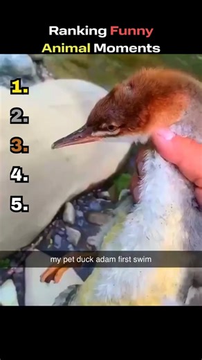 Funny Videos Animals #shorts #viral #funnyanimals #animalsfunny#funnyanimalvideos #usa #australia#uk