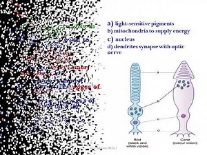 Biology Grade 10 Unit 3 Part Four Sense Organ, The Human Eye