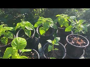 Essential Tips for planting Scotch bonnet and Sweet Peppers
