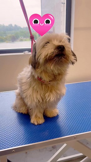 All Fluffed Up on Reels