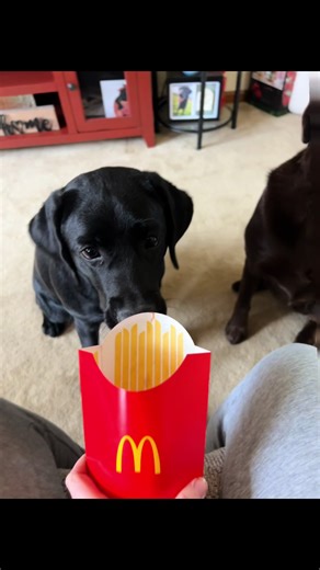 We love you sweet teeter #blacklabsoftiktok ##ivfjourney #dogsoftiktok #labsoftiktok #infertility