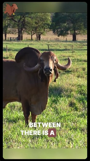 Grandson of Sakinano & Gondalio! This is not just any Gir bull, it’s a genetic masterpiece!