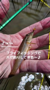 浜名湖でフライフィッシング♪ ハゼ釣れた～ #釣り #フライフィッシング #fishing #flyfishing #ハゼ釣り #ハゼ #浜名湖 #奥浜名湖 #猪鼻湖 #静岡県 #静岡