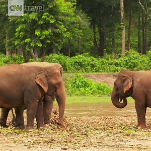16K views · 538 reactions | The sanctuary saving Thailand's disappearing elephants: | CNN Travel | Facebook
