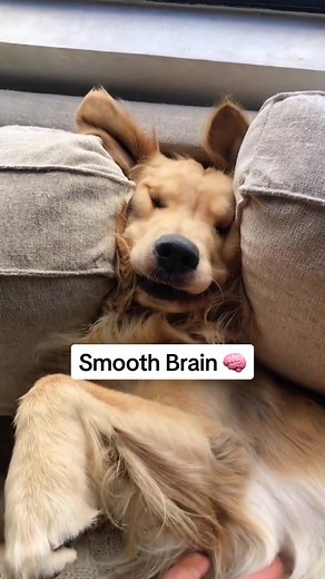 Smooth Brain Dog Video Compilation