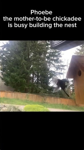 Phoebe, the mother-to-be Chickadee furnishing the home
