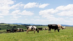 Milk Supply Agreements | Dairy Australia