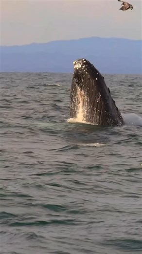 27K views · 1.6K reactions | Can you see this whale’s tongue? Lunge feeding is one of our favorite behaviors to watch!  @marybarbon & @oceanicexpeditions #whalewatching #whale #tail #humpbackwhale #breach #jump #fly #low #news #media #lunges #wildlife #montereycalifornia #coast #cali #sun #fun | Bluewhaleshub | Facebook