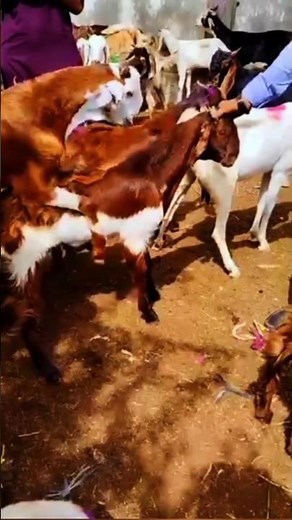🐐❤️ A Beautiful Goat Bonding Moment | Nature’s Wonderful Connection 🌿✨