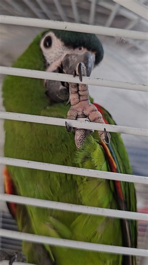 Sajid Shaikh on Instagram: "Red Shouldered Macaw TalkingParrot| World Smallest Macaw Disclaimer: "This video features a Red Shouldered Macaw which is legal to sell and own in India under the Wildlife Protection Act, 1972. The bird showcased is responsibly bred and not taken from the wild. Always verify legalities and ensure ethical practices when dealing with exotic animals. This content does not promote illegal wildlife trade." Location: 👇🏻 Wajid exotic pets. Shop no 5 building no 17, Gulab A