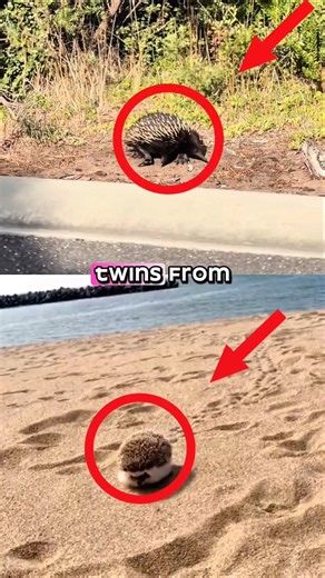 Porcupine Vs. Hedgehog 🦔 #porcupines #hedgehog #animals #funfacts #shorts