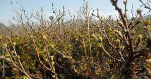 Arctic Tundra. Arctic dwarf twisted birch Betula nana, the dwarf birch, is a species of birch in the family Betulaceae, found mainly in the tundra of the Arctic region.