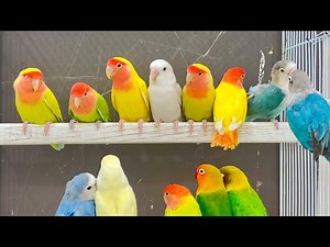 2.5 hours love birds chirp singing 🎶 sounds