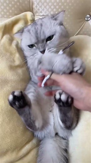 More ways to trim cat’s nails!#tomxcute #petcare #catlovers #Cats #fpy