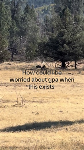 Hunting #hunting #deer #mountains