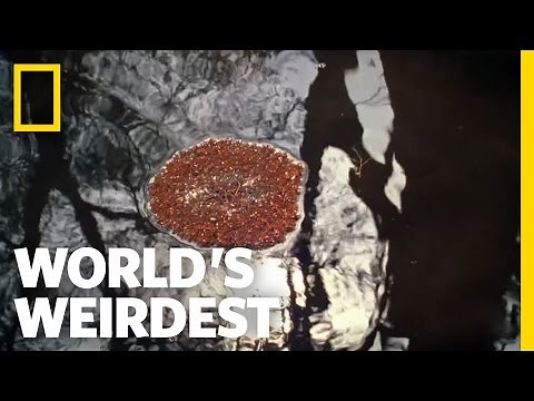 Fire Ants Make Living Raft | World's Weirdest