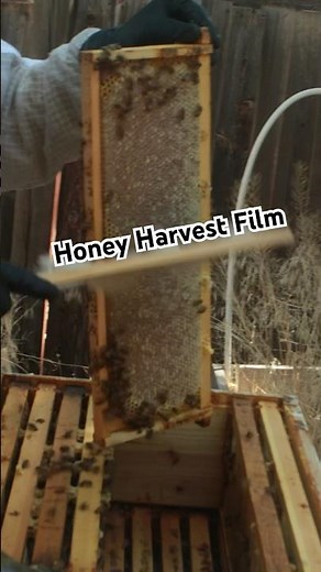 This Is How Local Honey Is Harvested | Honey Harvest Film 2025