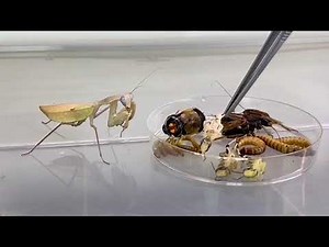 Worlds first Praying Mantis Mukbang!