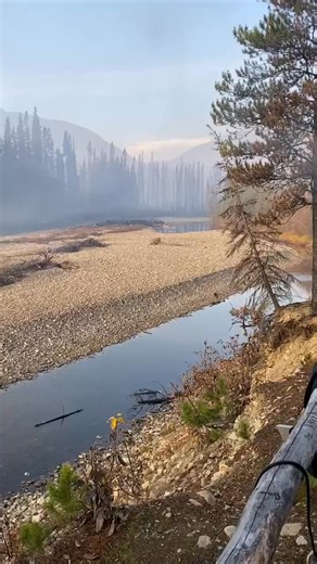 Thanksgiving moose 2023. At our cabin. | Murphy Thomas