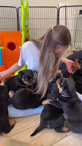 149K views · 7.5K reactions | Rottweiler Puppy’s First Day at Home! ❤️ Credits to @kaiboss_kennels @rottie_girl | Rottweiler Life | Facebook
