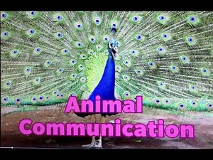 How do animals communicate? Educational Video for Kids