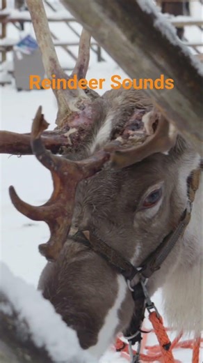 Hear the magic of the Arctic wilderness! Sounds od Reindeer