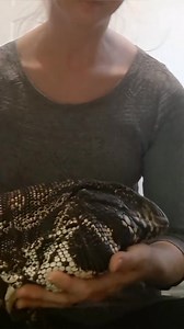 55K views · 2.9K reactions | Most people think that a reptile's default personality is to be aggressive when really, they are just trying to survive in the environment we put them in. We need more education on reptile behaviors/ body language. Reptiles are highly misunderstood and it doesn't help that the media thrives on the drama making them look bad. The more we understand, the less we fear. | Winston the Tegu | Facebook