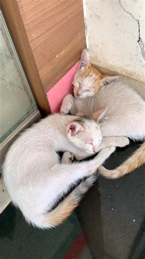 Obedient babies Curlypuff & Pichu 🐱 wait as Goodgirl 🐈 goes for her round ❤️