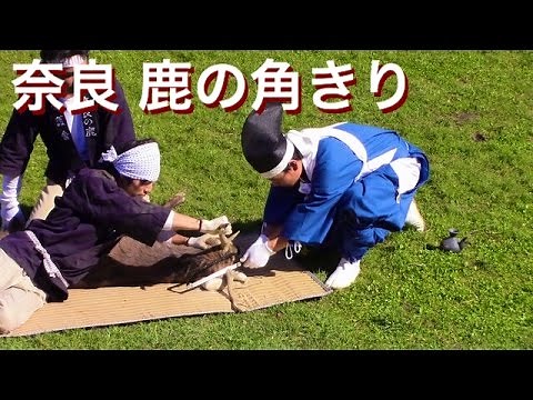 [Nara] Traditional autumn event: cutting the deer horn / Traditional ritual to cut the horn of a ...