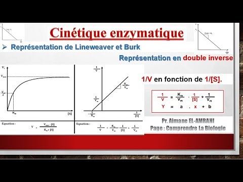 Séance 9 : Représentation de Lineweaver et Burk (représentation en double inverse).