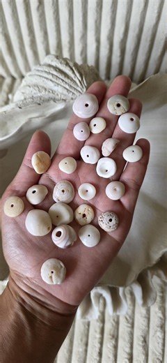 Hawaiian Puka Shells Bulk: Medium Seashells - Etsy Australia