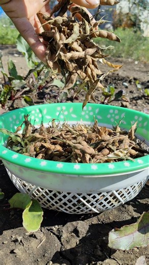 I am harvesting dried pigeon pea pods #nature #farming #pigeonpeas #shorts