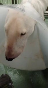 2.7K views · 234 reactions | Why, yes. Champ will take fries with that.  Champ is getting spoiled after learning that he will need knee surgery. His wounds are healing well, but his knee needs extra attention. Surgery is scheduled for this week. We will keep you posted on his progress! | Williamson County Regional Animal Shelter | Facebook