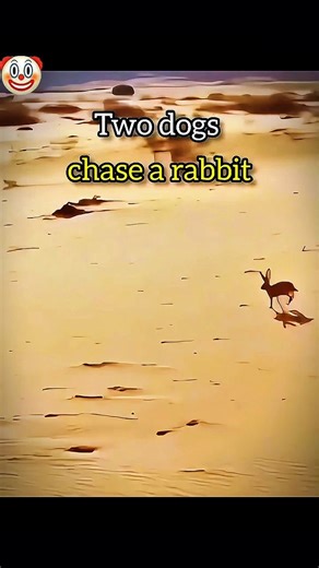 Two Dogs Chase A Rabbit🤯⚡.. #rabbit #edit #dogs #speed #explore #shortslive #growth