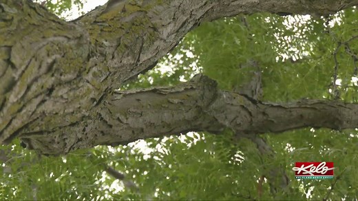 The dangers of dead ash trees