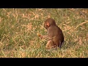 Rhesus macaque grooming and bonding with each other