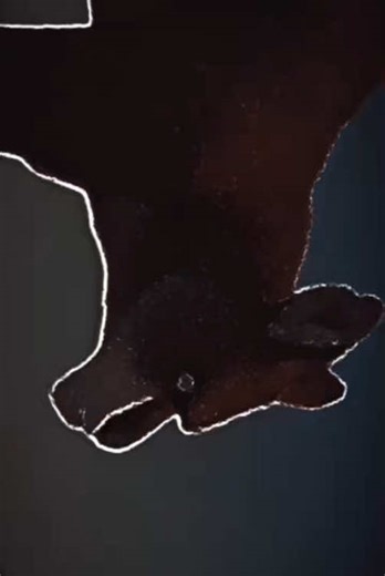 Exploring the Cancelled DreamWorks Film Larrikins