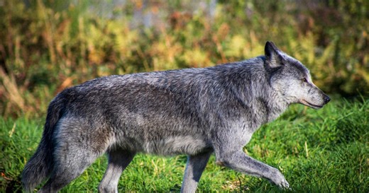 Gray wolf encounters prompt California counties to declare state of emergencies