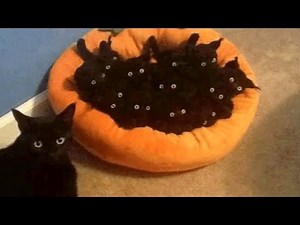 CATS are on Earth to MAKE US LAUGH - Super FUNNY CAT VIDEOS compilation