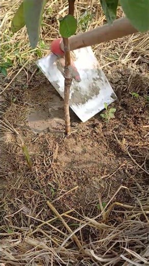 Mulching benefits in soil restoration.