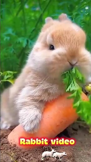 "Cute Baby Rabbit Eating Carrot 🐰🥕 | Relaxing Animal Video" #animals