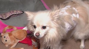 Temple Hills dog owner claims neighbor's Bulldog attacked her Pomeranian and fiancé