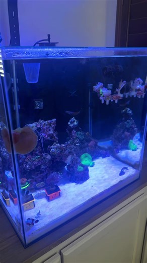 Cleaning Shrimp Escapes in the Night