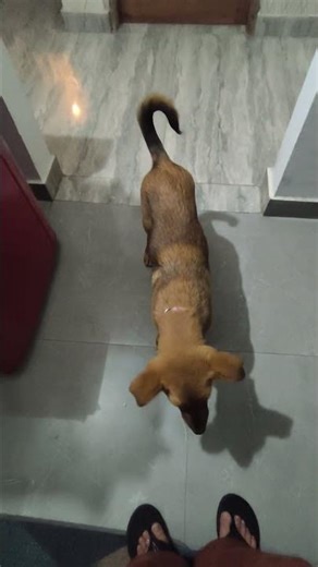 My cutie😍😻😍😻 piee #jerry #myworld #dogshorts #thanksforwatching #likeandsubscribe #goviralshort #fyp