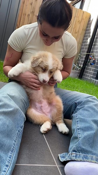 The cutest baby #aussiesdoingthings #australianshepherd